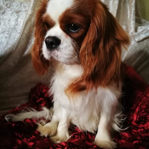 Dylan
